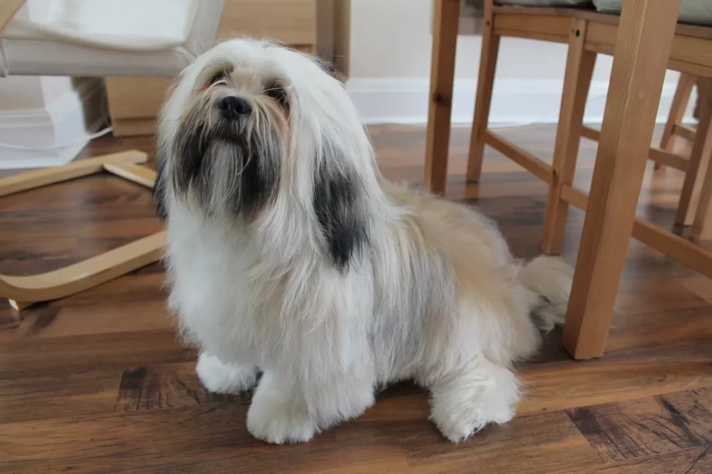 Лхасо аспо в квартире