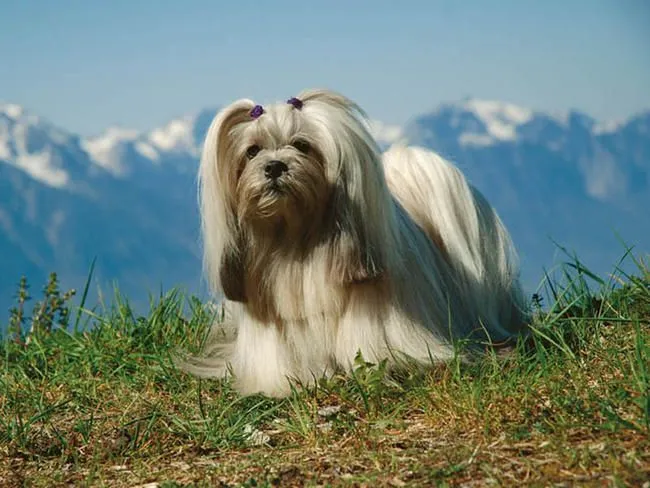 Лхаса аспо с красивой шерстью на фоне гор