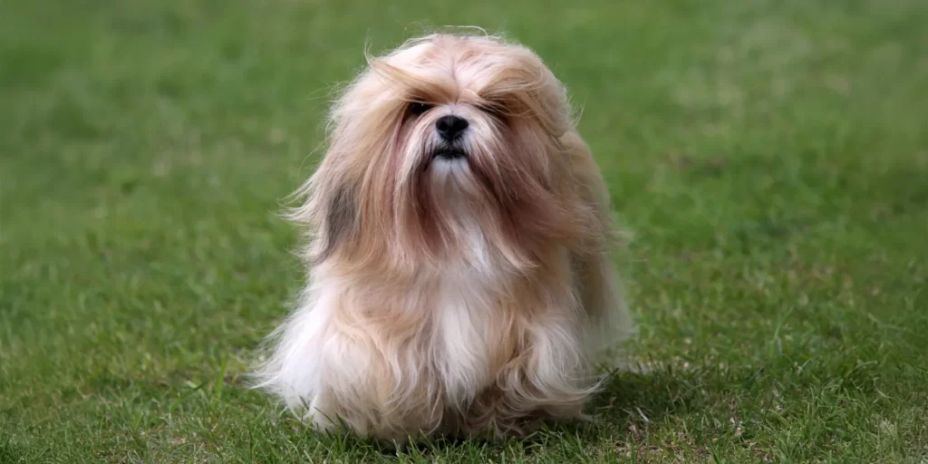 Лхасо на зеленой травке