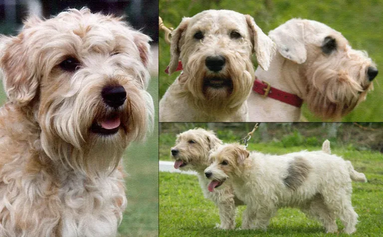 Спортинг лукас терьеры