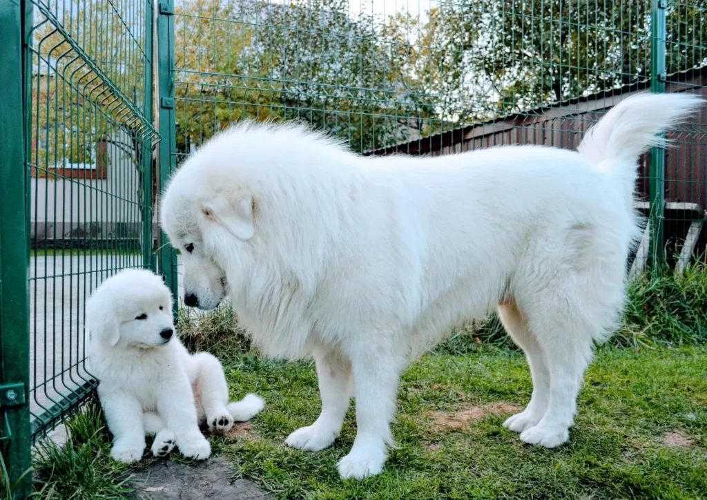 Мама маремано-абрутсткая овчарка со щенком