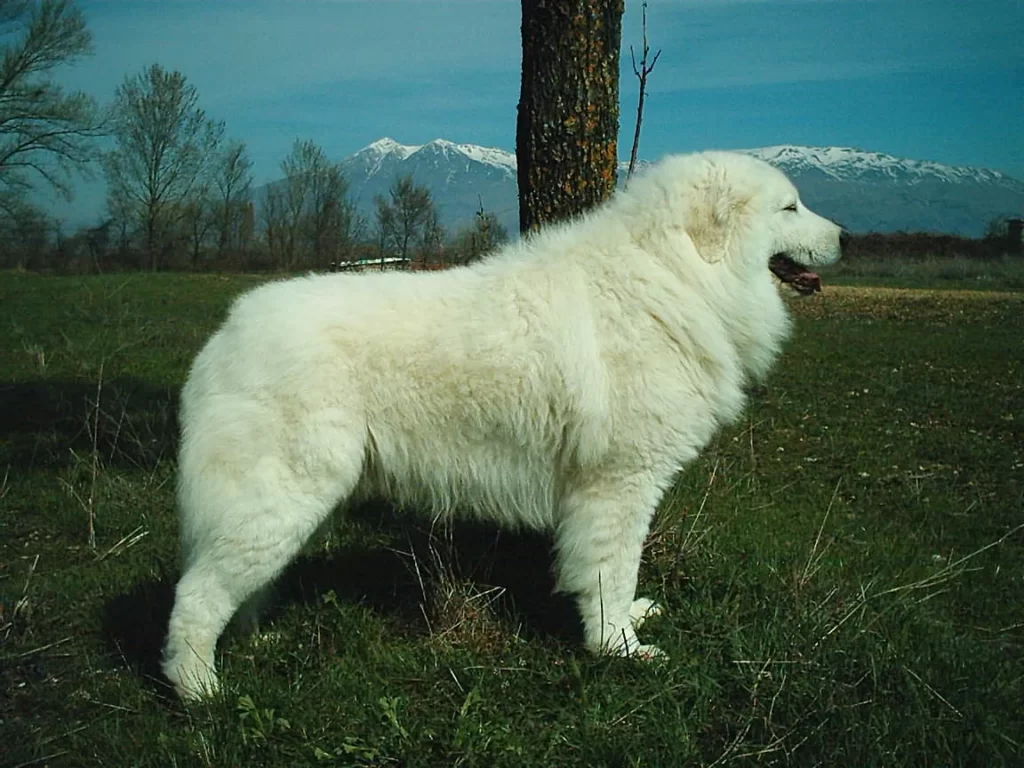 мареммано абруццеле - порода