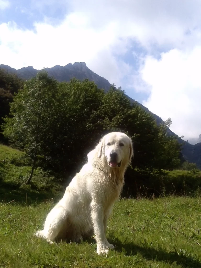 собака породы мареммано абруццеле на фоне красивого пейзажа