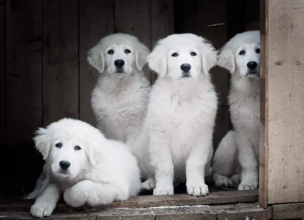Мареммано-абруццкая овчарка щенки