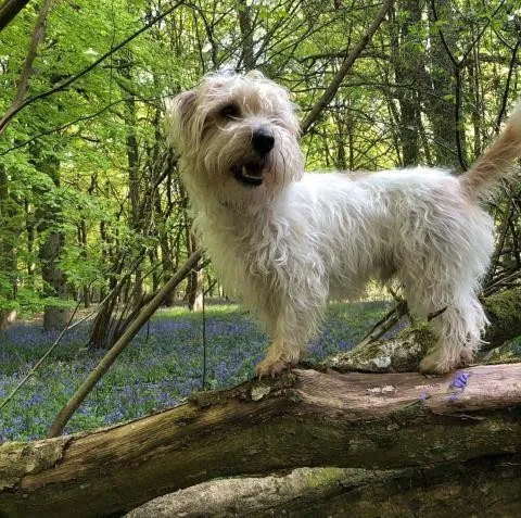 Лукас-терьер на прогулке