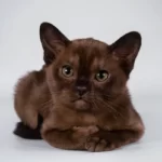Бурманская кошка (Burmese) Бурма - котенок