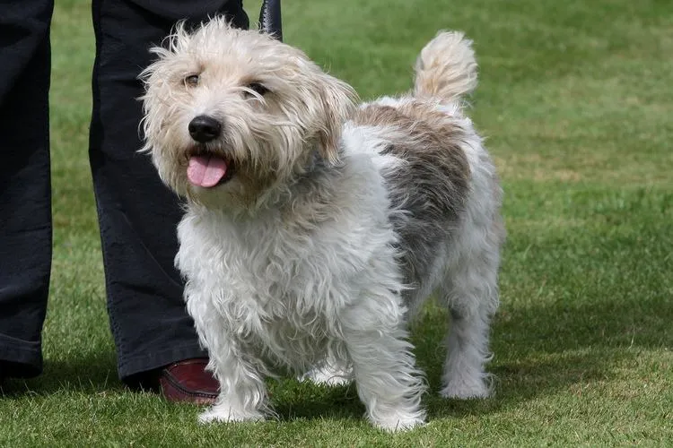 Собака породы лукас терьер