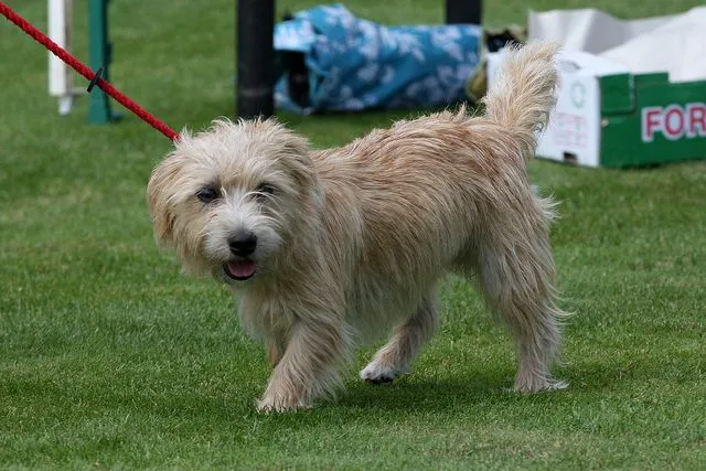 Лукас-терьер - порода собак