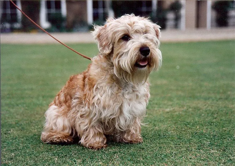 Лукас терьер сидит на травке