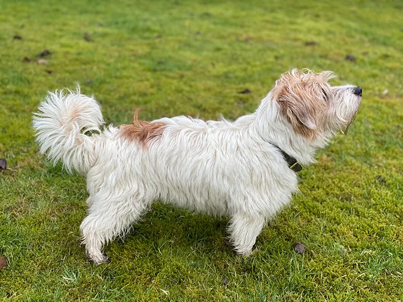 Собака терьер лукаса