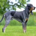 Экстерьер люцернской гончей