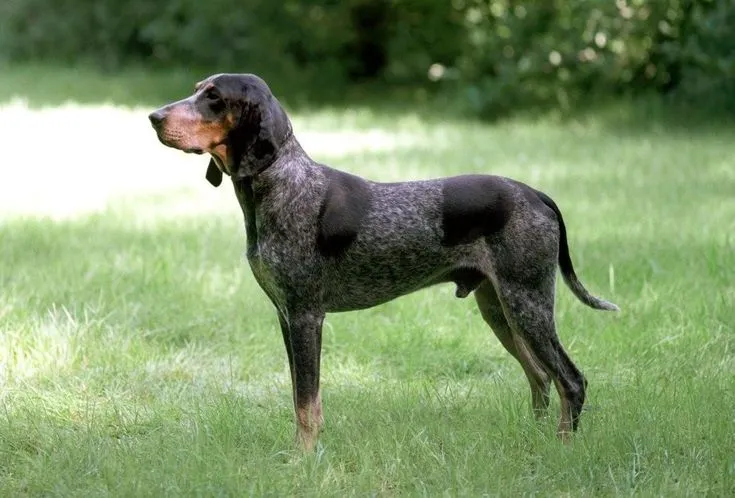 люцернская гончая