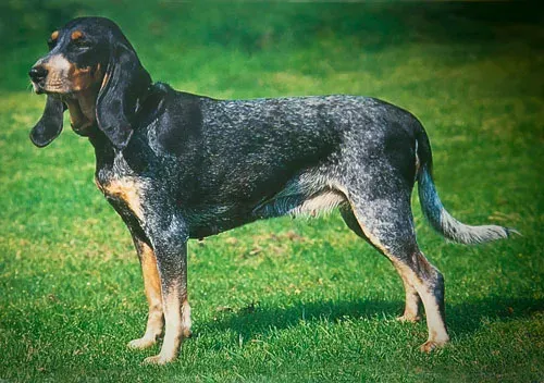 люцернская гончая