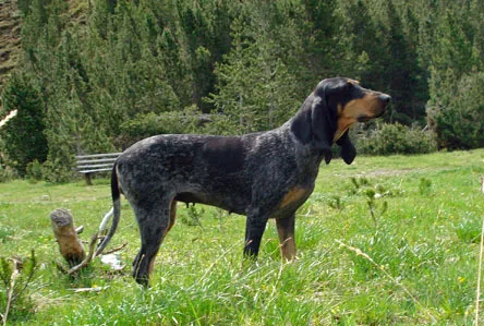 Люцернская гончая - порода собак