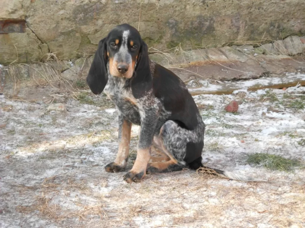 щенок люцернской гончей