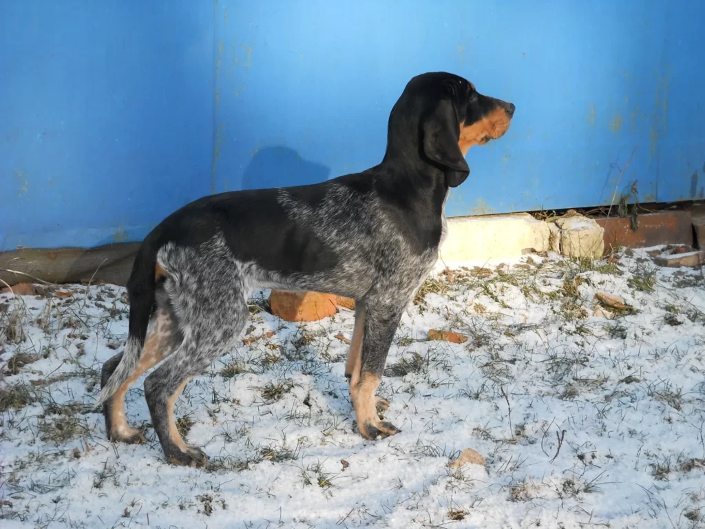 Гончая порода - люцернская