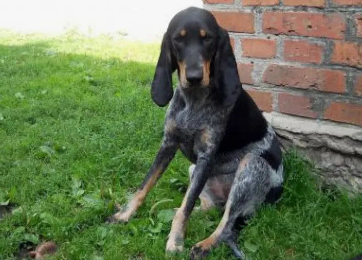 собака породы люцернская гончая сидит