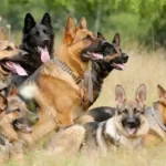 Разные овчарки на одном фото