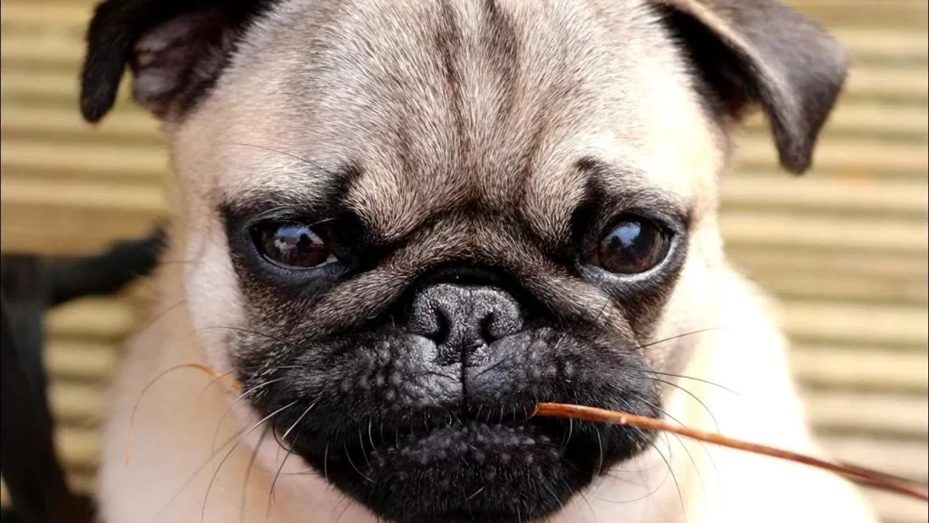 Мопс с характером