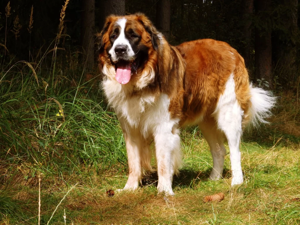 Московская сторожевая - порода