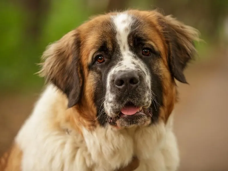 Московская сторожевая - мордочка