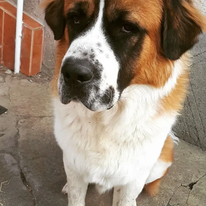 Московская сторожевая с подозрительным взглядом