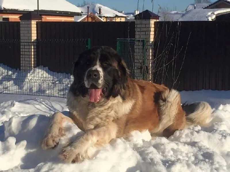 Московская сторожевая лежит на снегу