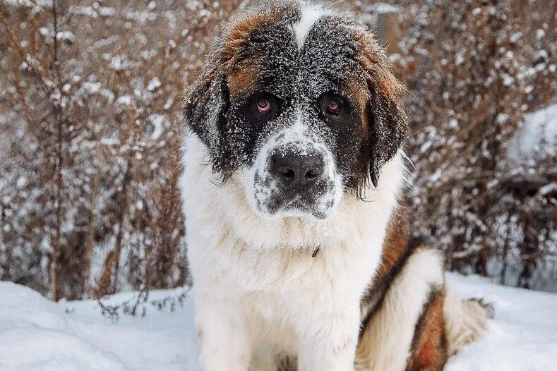 Московская сторожевая не боится холодов