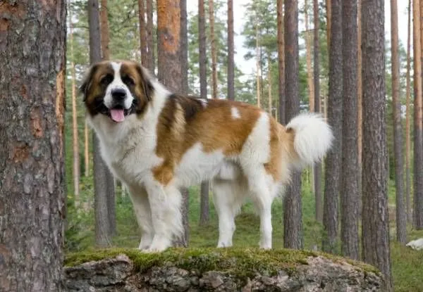 Московская сторожевая в лесу