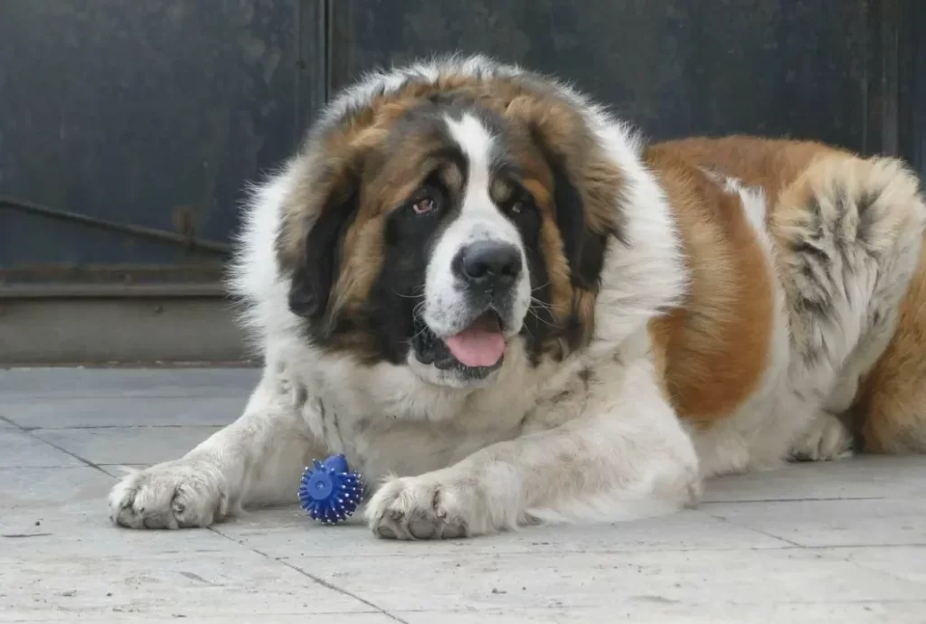 Московская сторожевая с мячиком