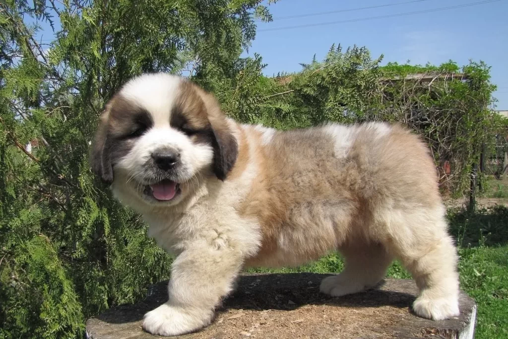 Московская сторожевая - щенок