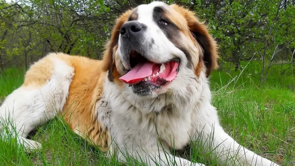 Довольное «лицо» московской сторожевой