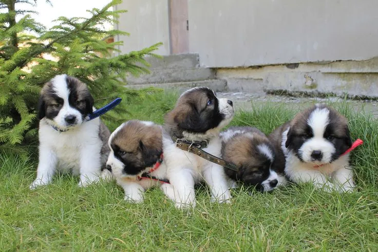 Щенки московской сторожевой