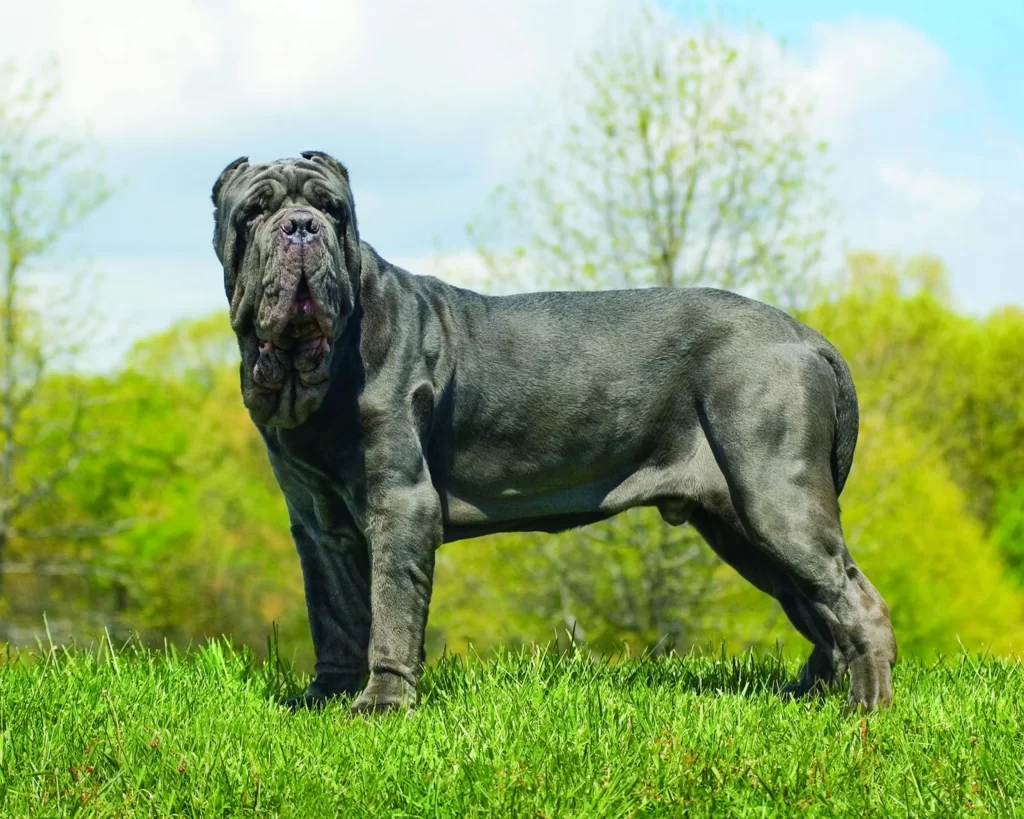 неаполитанский мастиф