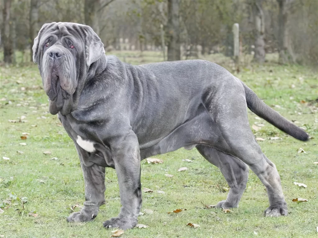 Неаполитанский мастиф - порода собак