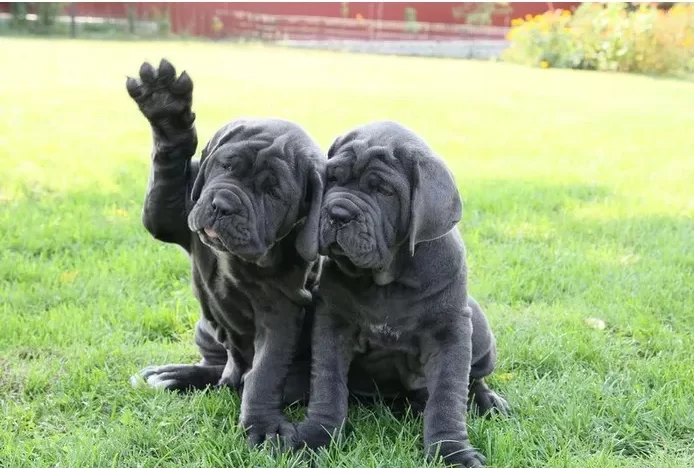 Два щенка мастино