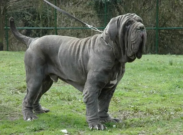 Мастиф на поводке