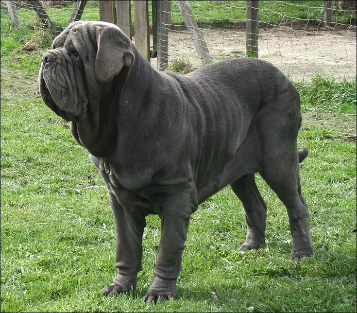 Крупный мастино