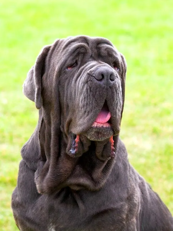 Мордочка неаполитанского мастифа