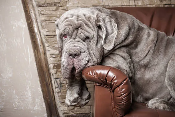 мастино на диване