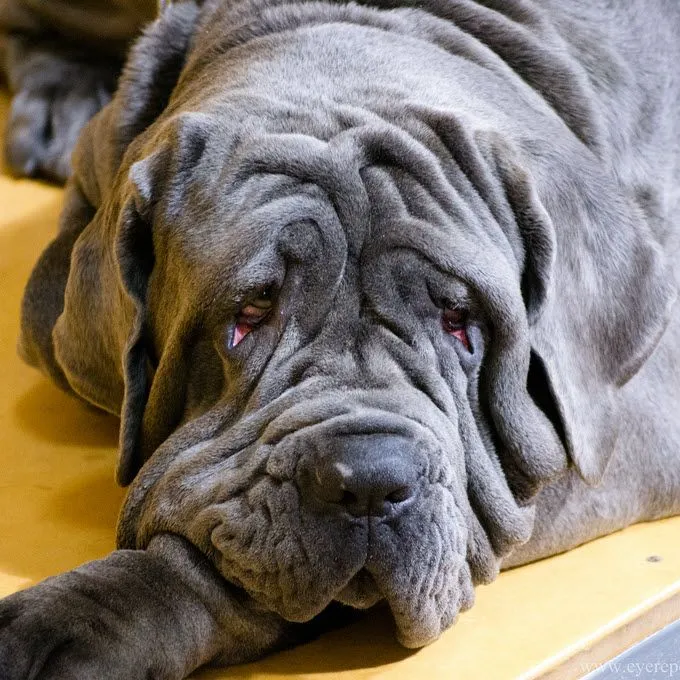 неаполитанский мастиф лежит