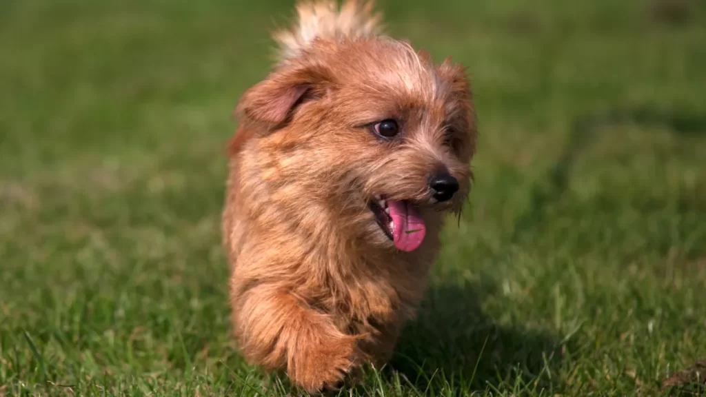 щенок норфолк терьера бежит по травке