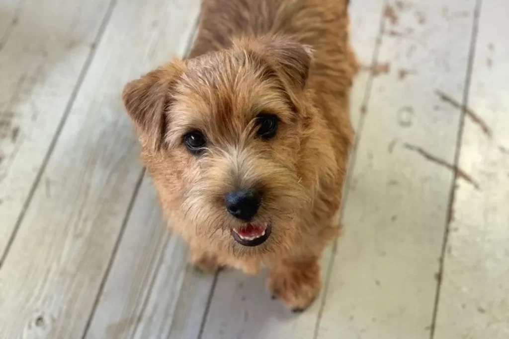 У норкфолк-терьеров очень харизматичный взгляд