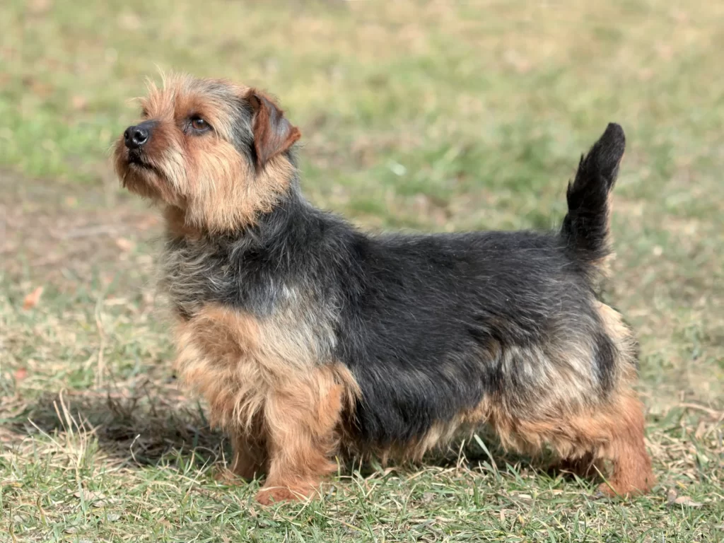 Черно-подпалый норфолк терьер