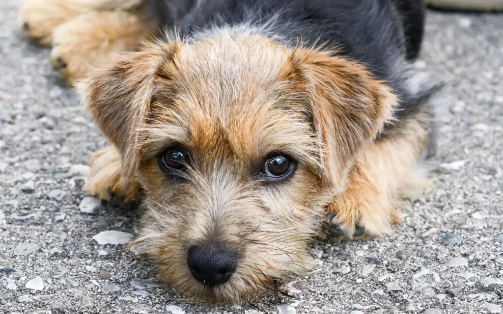 Щенок норфолк терьера - мордочка