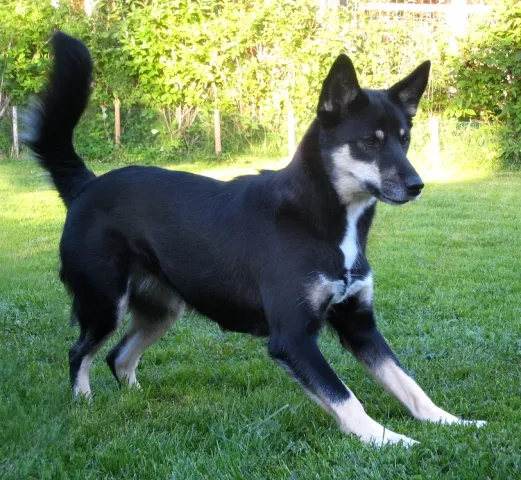 Лапландская оленегонная собака играет