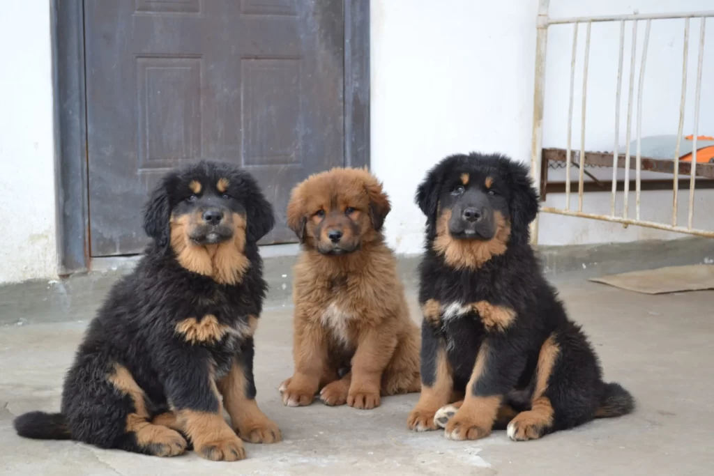 Щенки банхара (монгольской овчарки, хотоши)