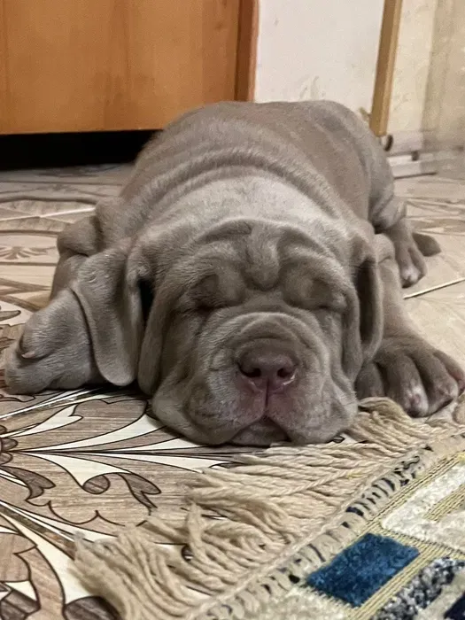 Спящий щенок мастино