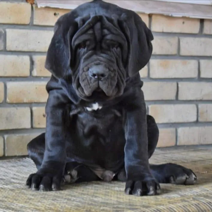 Щенок неаполитанского мастифа