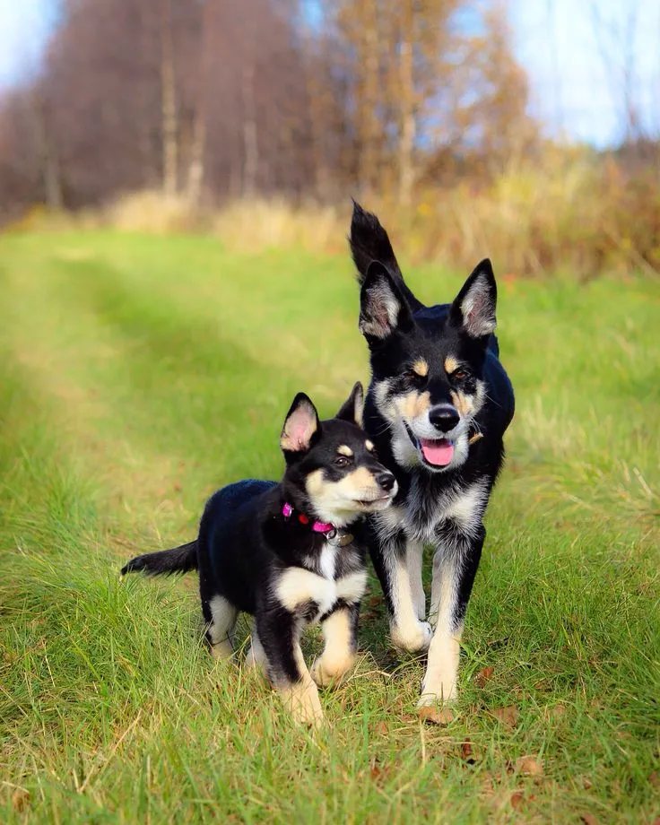 Лапландский вальхунд со щенком